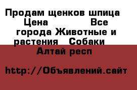 Продам щенков шпица › Цена ­ 20 000 - Все города Животные и растения » Собаки   . Алтай респ.